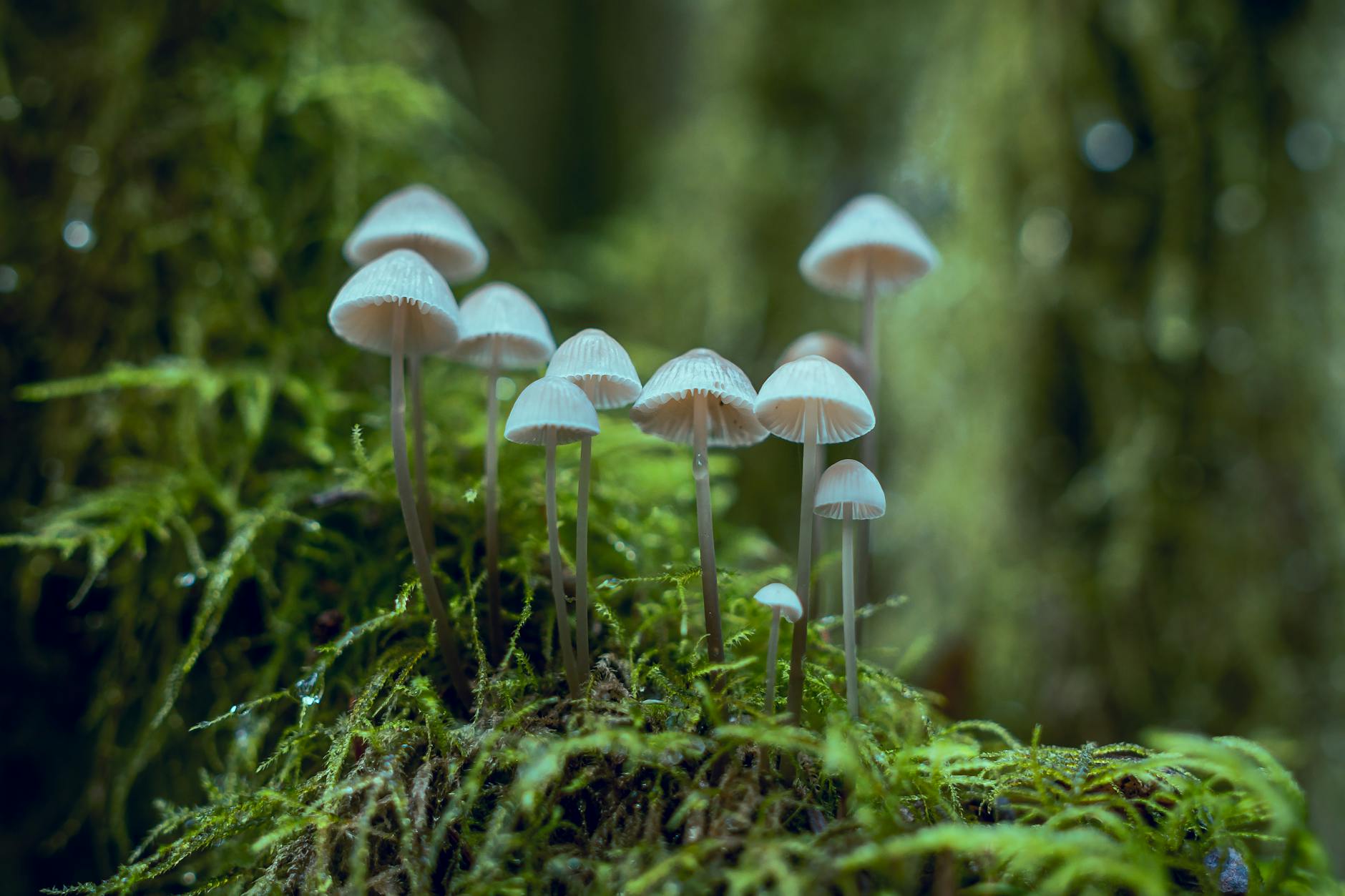 a photo of small white mushrooms in a lush green forest setting